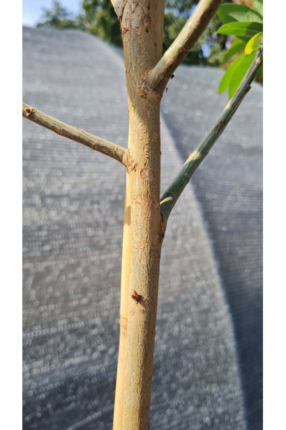 Верба п’ятитичинкова кора